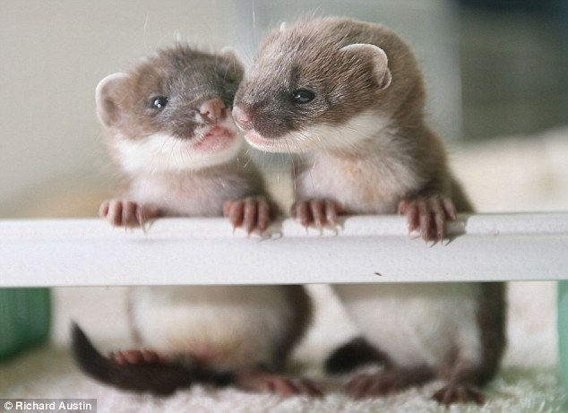 magicalnaturetour:  Baby Stoats by Richard Austin via Daily Mail 
