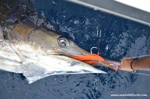 Joli marlin bleu de 300lb pris sur Verymad en Guadeloupe