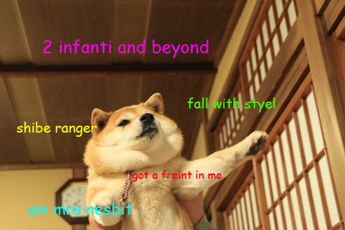 Confessions of a Shibe-a-holic