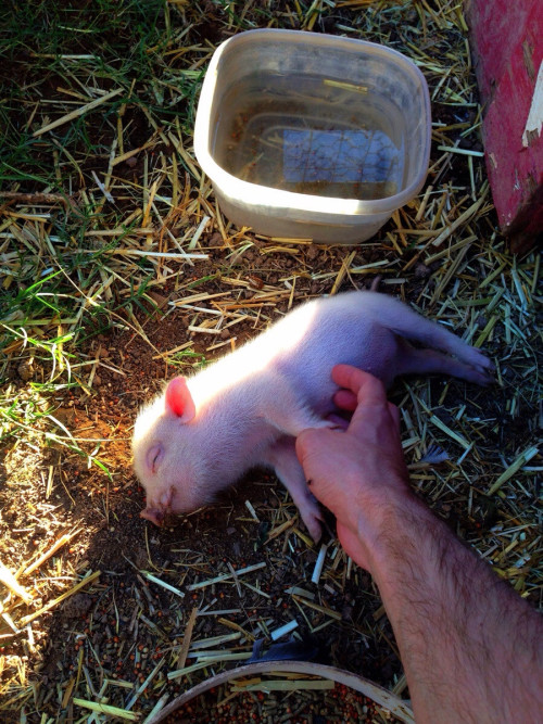 poochcrew:She fell over with that face the moment I started rubbing her belly 