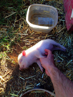 allthingspiggly:  worldofthecutestcuties:  She fell over with that face the moment I started rubbing her belly  Belly scratches are heaven to a pig. 