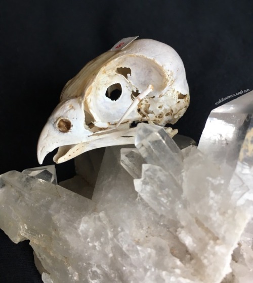 roadkillandcrows: Eurasian kestrel skull.