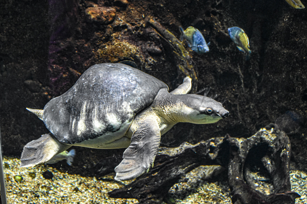 albino fly river turtle