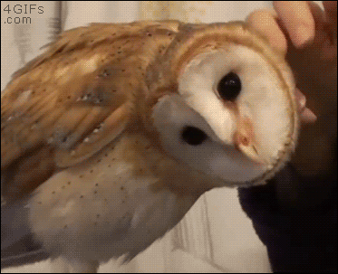 Owl rotates head