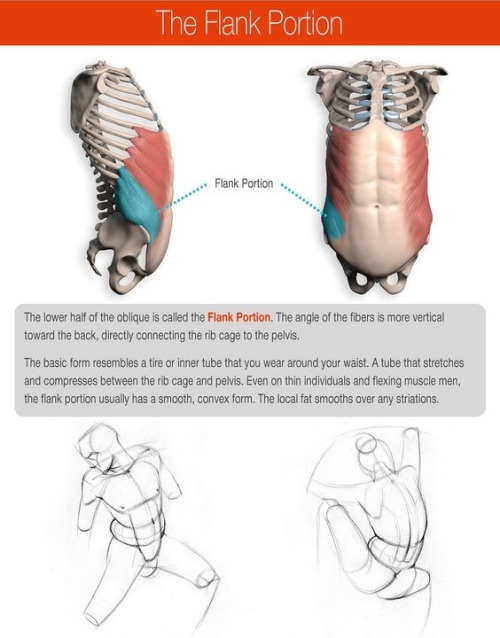 anatoref:  Abdominals