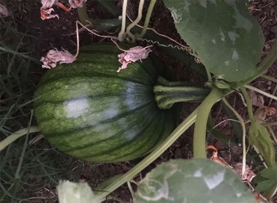 found a Connecticut I didn’t know about! this means I have 5 on one vine which is surprising given a couple of them are decent...