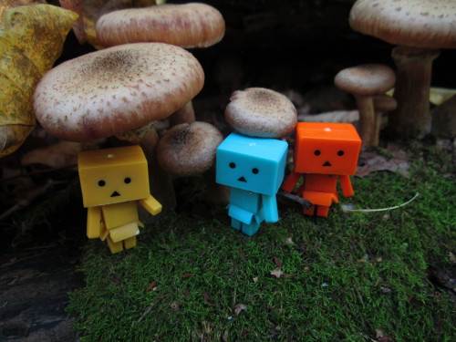 Toadstool