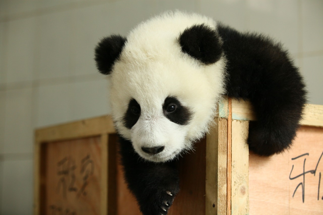 giantpandaphotos:  Long Xin’s first born twin (male), born on July 28, 2012. ©