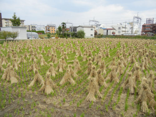 The house of a Japanese rice straw? No!! It is a field after the harvest of rice. Rice straw is drie