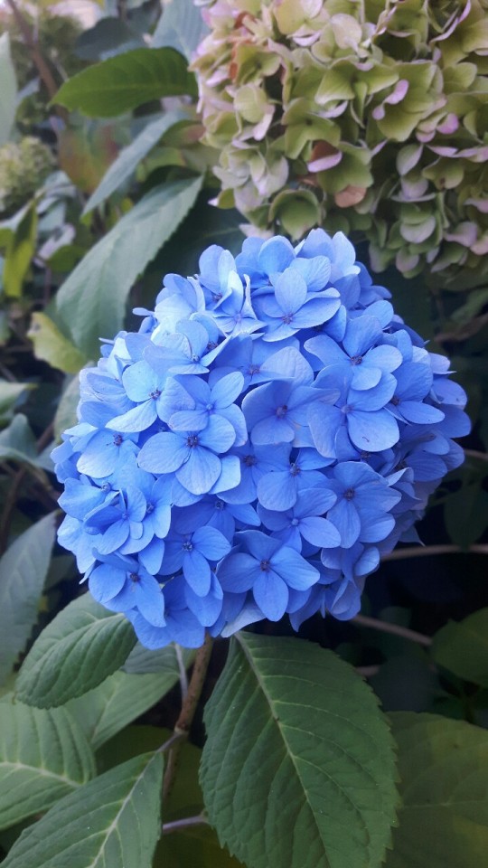 Boule De Fleur En Trèfles