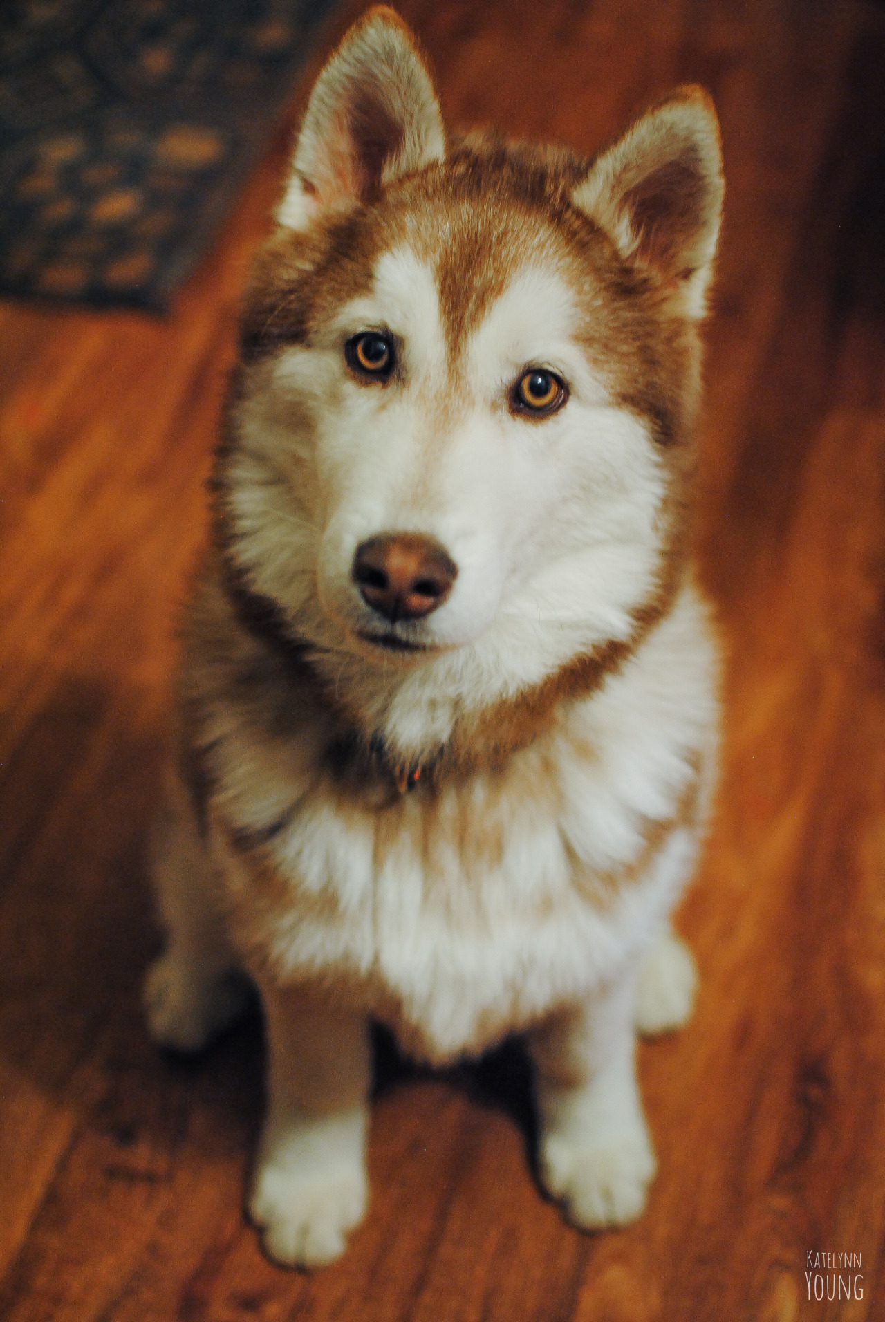 shepherd-tails:4/2/2015Ultimate Sausage cuteness post. c: