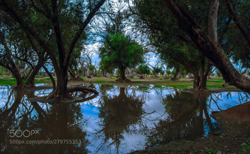 Trees in Taroundant by dkle2015