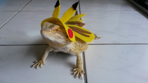 thingsonmydragon:what’s this?? your pikachu is evolving into a gyarados??? ok I guess