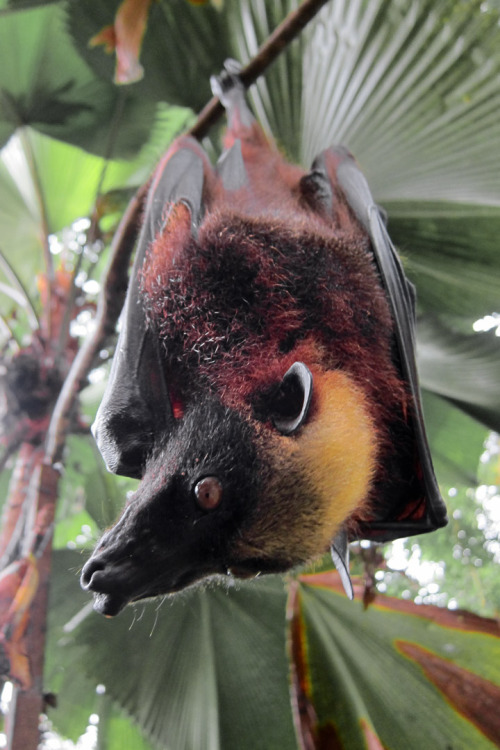 end0skeletal:  The giant golden-crowned flying fox is one of the largest bats in the world, weighing in at up to 2.5 pounds with a wing span of as much 5 feet 7 inches. They live in the forests of the Philippines and eat mostly figs and leaves. 