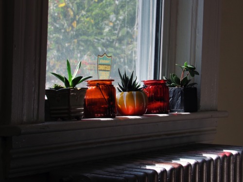 2:10 PM // my cute plant collection in the afternoon sunshine!