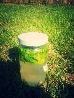 Makin Some Lemon And Mint Sun Tea.