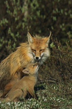 beautiful-wildlife:  A Red Fox Mother And