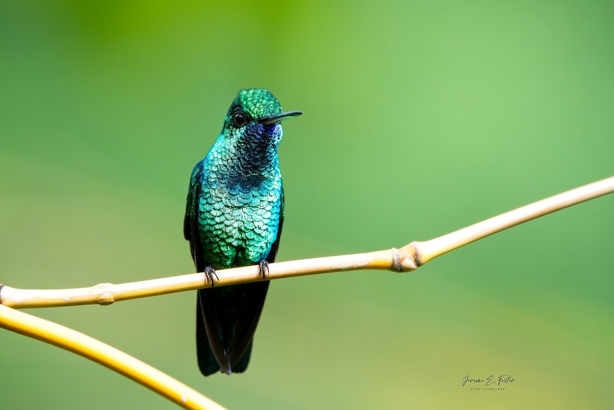 shiny-and-sparkling-birds:
“Blue-chinned Sapphire (Chlorestes notata)
© Jerome Foster
”