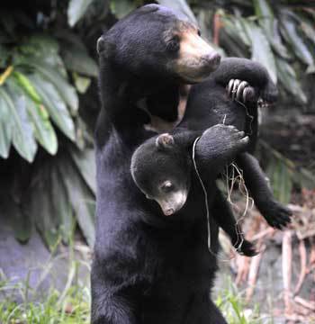 zsl-edge-of-existence:Baby sun bears are born blind, hairless, and helpless, and are completely depe