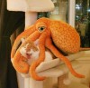 catasters: