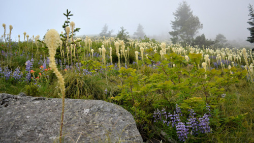 Beargrass into the clouds. Bandera Mountain, WA by Mike Van Wyk