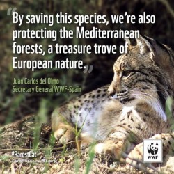 wwf:  The Iberian lynx is the #RarestCat