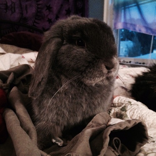 bunniesarethebest: my Toby!!Submitted by  circus-gothika