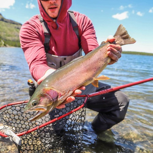 Cutts and bear spray go together like peas and carrots.  @rory_patterson_ #cuttyville #flyfishingpho