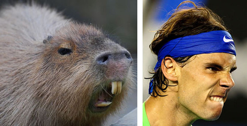 tastefullyoffensive:  See more at Capybaras That Look Like Rafael NadalPreviously: Celebrities Who Look Like Mattresses 