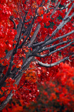 flowerling:  Fall Colors of San Jose | Joe