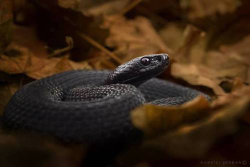 Beautiful common adder (Vipera berus nikolskii). Credit: Serban Gabriel > For more pics, videos &