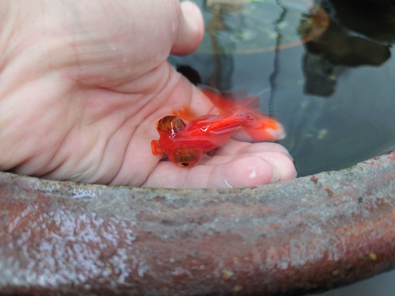 金魚缽 Explore Tumblr Posts And Blogs Tumgir 金魚缽 Explore Tumblr Posts And Blogs Tumgir