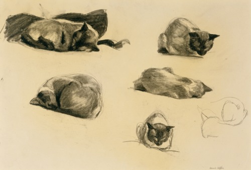 Edward Hopper (American, 1882–1967, b. Nyack, New York, USA) - Cat Study (Cat’s name is Perkin