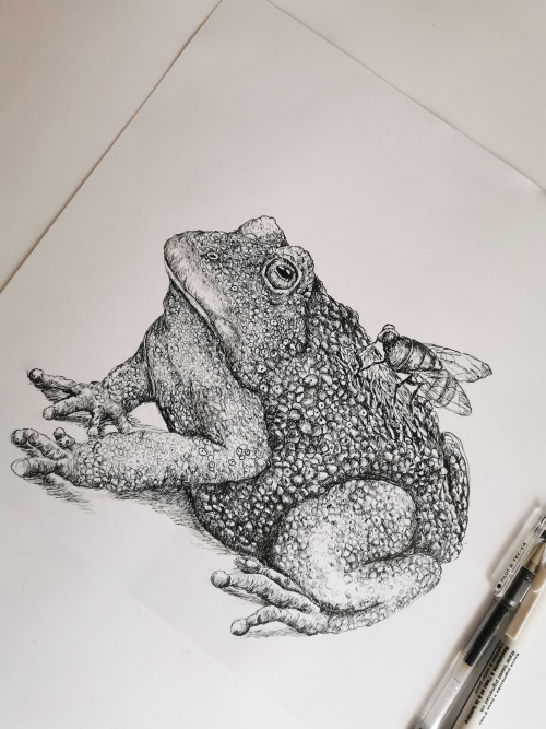 I drew this TOAD ON A ROAD more drawings at https://www.instagram.com/saravidmajer/ 