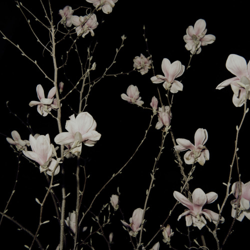 Lena Grass (German, b. 1983, Munich, Germany) - Magnolien from her self published photo book Nachtig