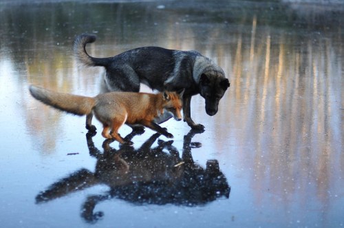 archiemcphee: Today the Department of Unexpected Interspecies Friendship shows us a real life example of The Fox and the Hound currently taking place in a forest in Norway. Sniffer the wild fox and Tinni the domestic dog first met by chance while Tinni