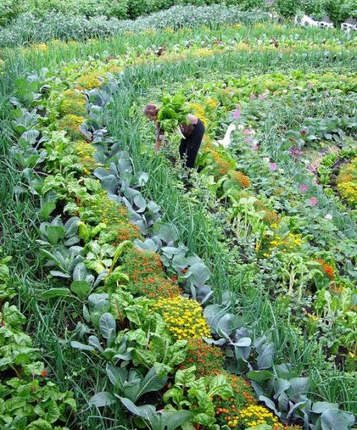 natureisthegreatestartist: What’s this? A healthy polyculture garden, which encourages plants 