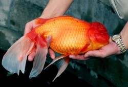 efrafa:  A 15-inch goldfish named Bruce is lifted from the water at a fish farm in Dongguan, China, in 2002. Photograph by Bobby Yip/Reuters 