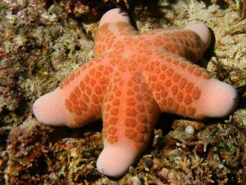 wtxch: Granulated Starfish