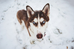 brutalgeneration:  My Husky Puppy #Flickr12Days (by gwynethglissmann)