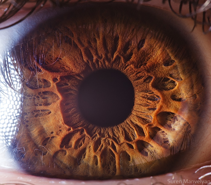 Amazingly Revealing Macro Photos of the Human Eye