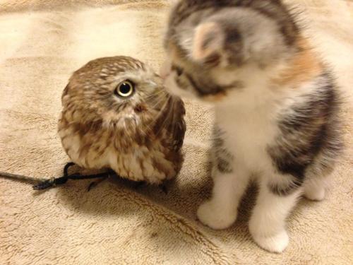 tastefullyoffensive:  (photos via Hukulou Coffee)Aww!… Owls are flying cats!