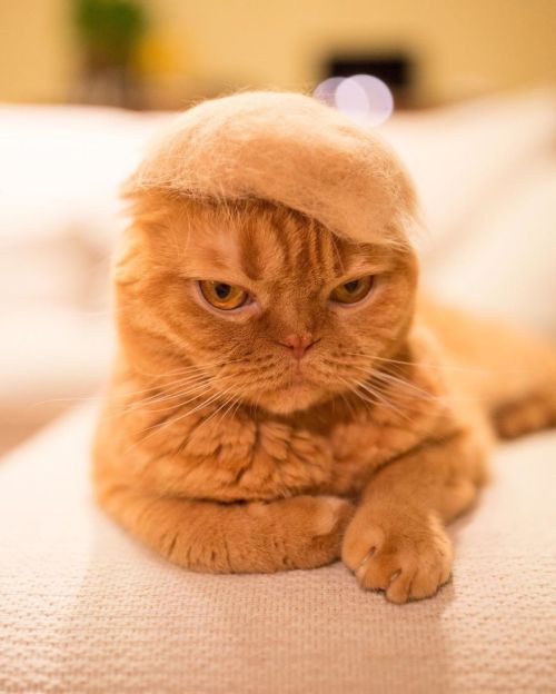 wtbw: (via Cats In Hats Made From Their Own Hair | Bored Panda) 