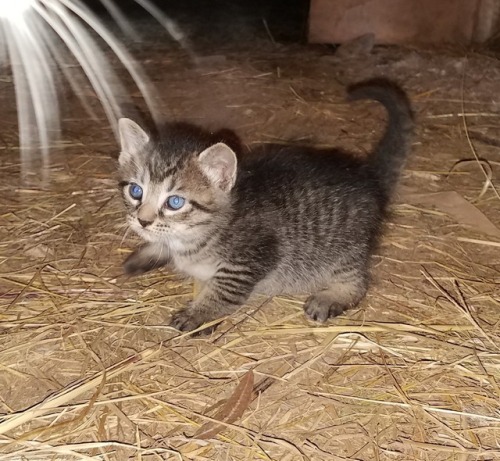 My sisters barn cat had 4 kittens!My sister had no idea she had a barn cat. 2 are bobtail kitties, t