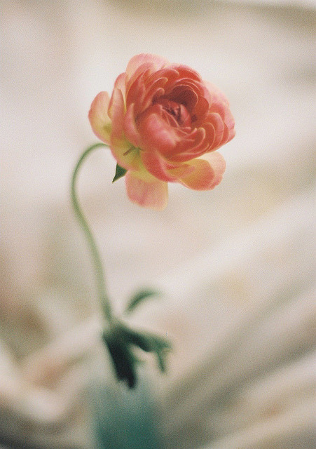 Porn Pics grett:  ranunculus by Kumiko SEKIGUCHI on