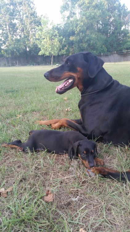 jchickie:Woodrow and Zuri hanging out in the yard