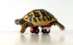 mymodernmet: When a vet, Dr. Carsten Plischke, discovered that Blade the tortoise was unable to walk due to a growth disorder, he used his son’s LEGO bricks to build a mini “wheelchair” to help the little tortoise roll around while his limbs