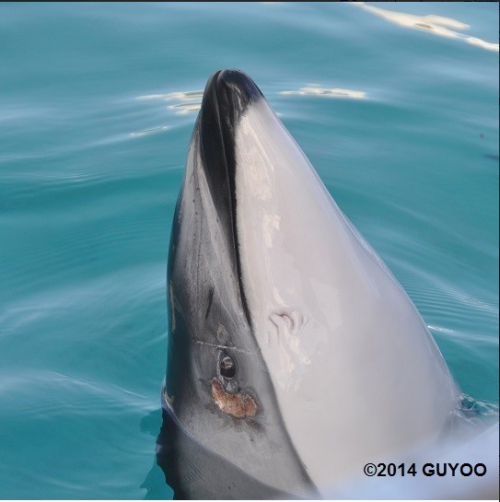 endkillerwhalecaptivity: endkillerwhalecaptivity:Nick, a pacific white sided dolphin has a nasty wou