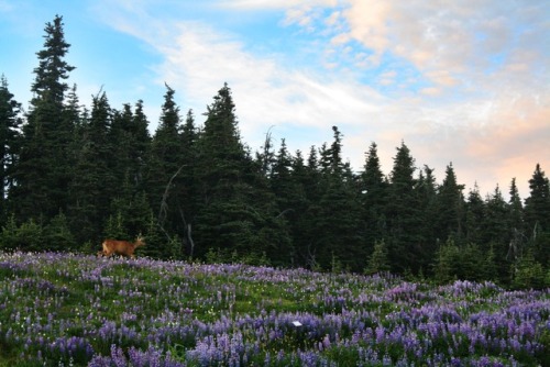 bright-witch: Deer Meadow on the Mountain Print Shop