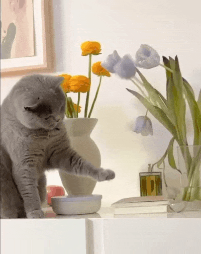 0233459738ea95fd6d92a86256ee19ab7838f0db.gifv